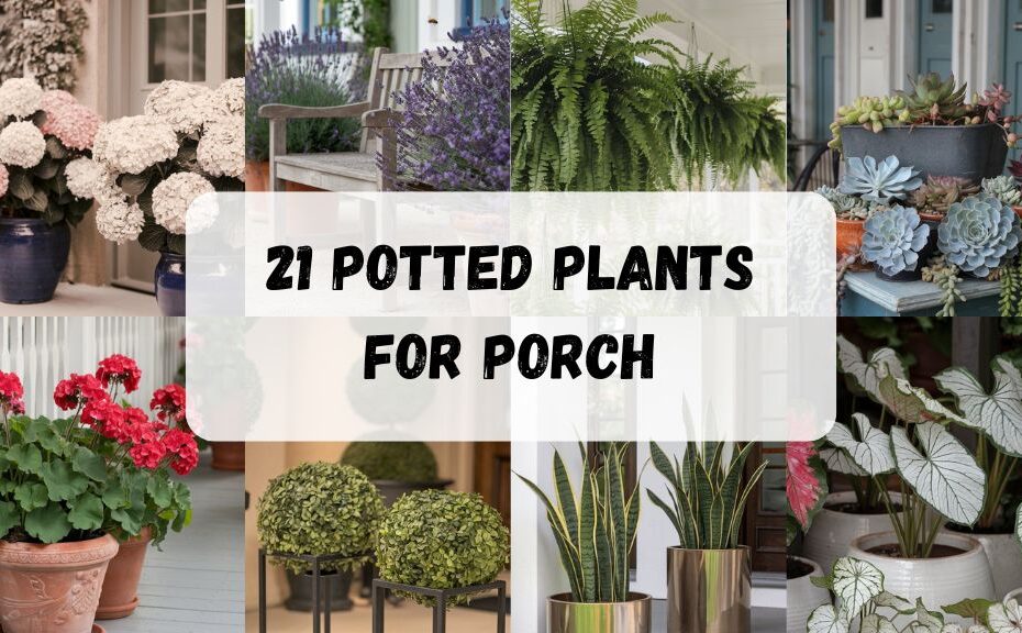 21 Potted Plants for Porch