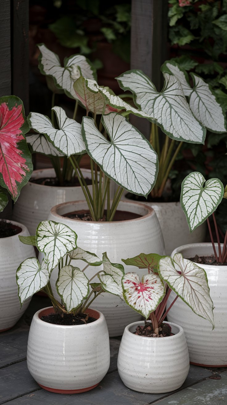Caladiums – The Shade Superstars