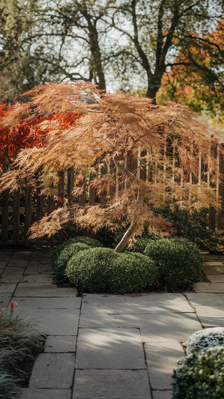 Weeping Japanese Maple (Acer palmatum ‘Dissectum’)