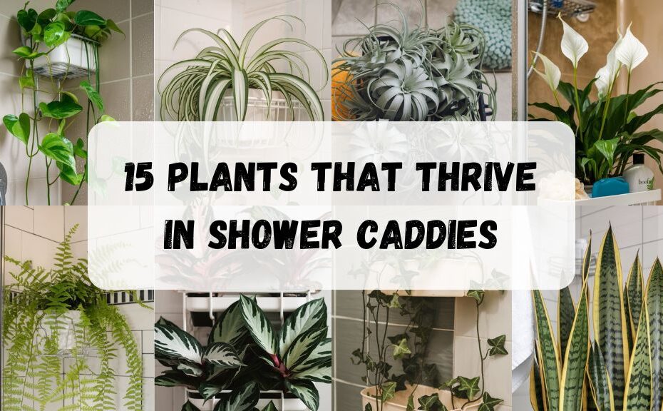 15 Plants That Thrive in Shower Caddies