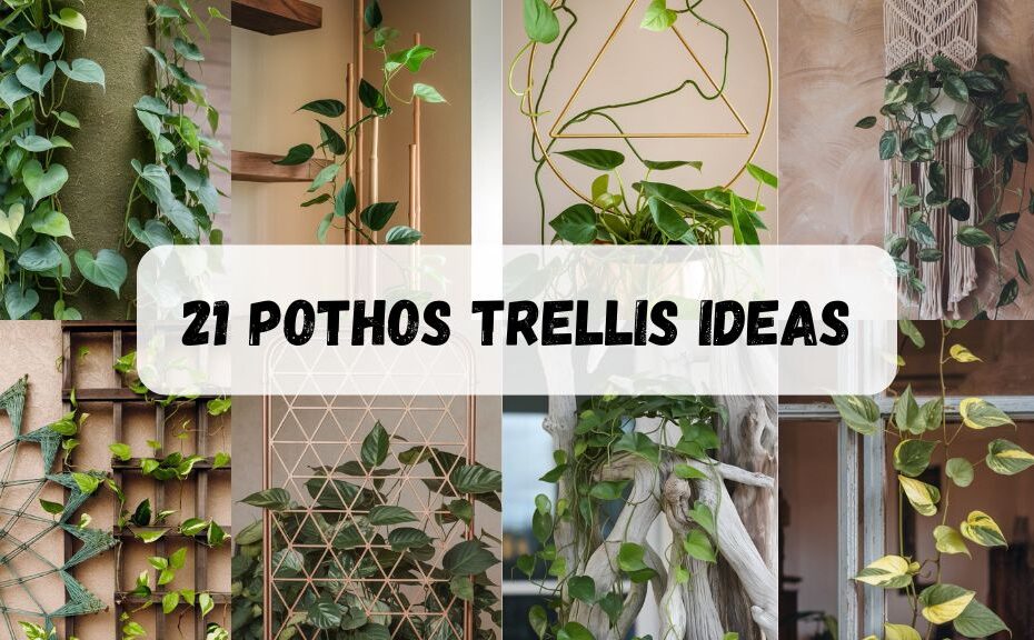 21 Pothos Trellis Ideas