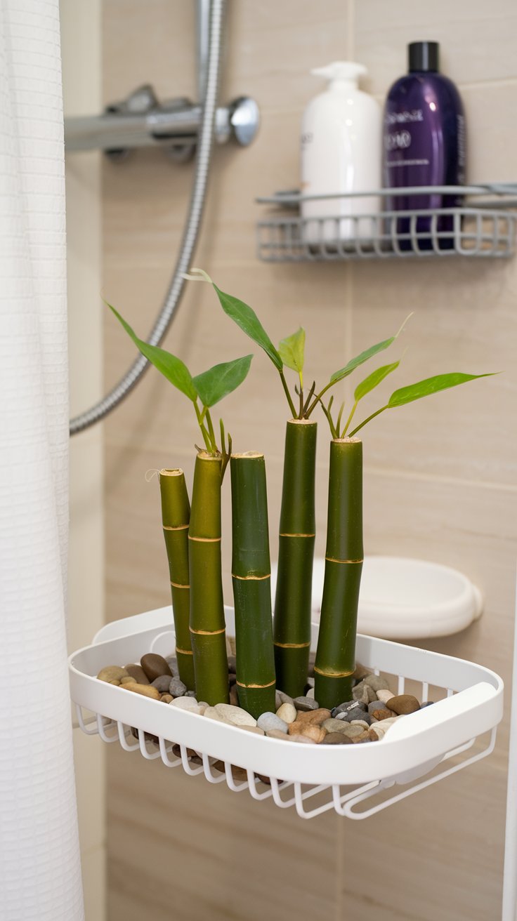 Lucky Bamboo (Dracaena sanderiana)