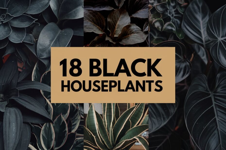 Black Houseplants